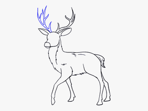 How To Draw Deer - Drawing