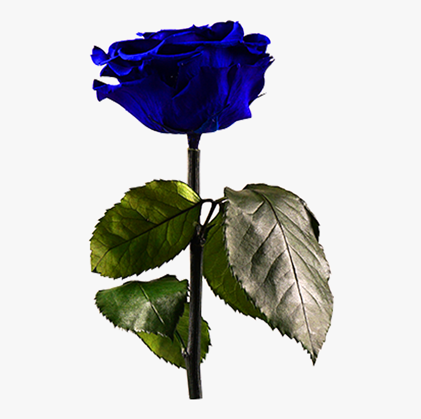 Midnight Blue 

 
 Data Rimg Lazy 
 Data Rimg Scale - Blue Rose