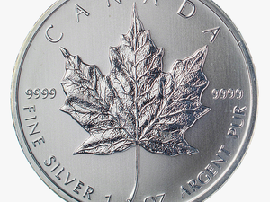 Canadian Silver Maple - Cash