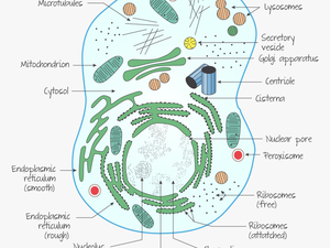 Animal Cell Png