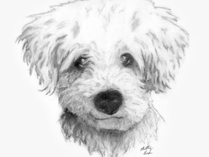 Graphic Transparent Drawing Charcoal Dog Draw A Curly - Curly Hair Dog Drawing