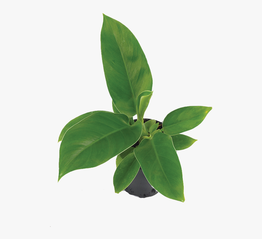 Transparent Philodendron Png - B