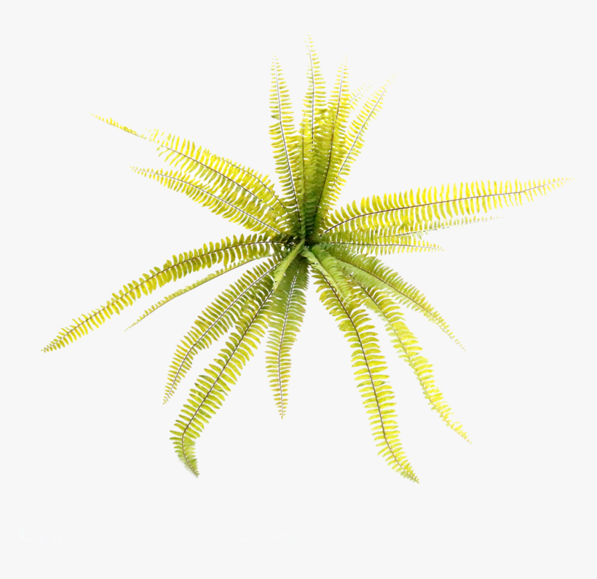 Transparent Hydrangea Bush Png - Grass