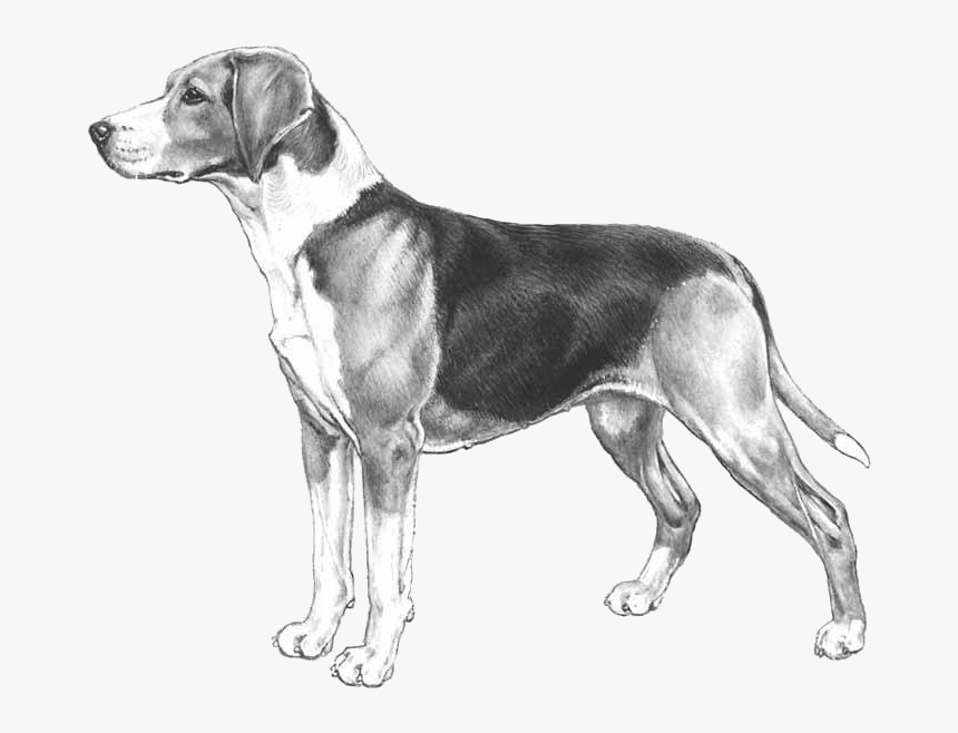 American Hound Dog Drawing