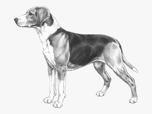 American Hound Dog Drawing