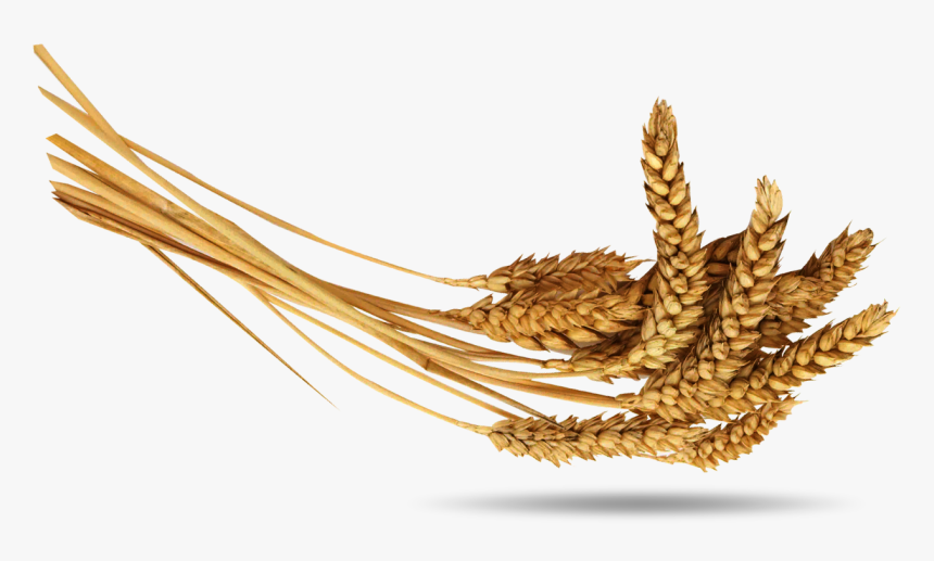 Wheat - Колосья Пшен