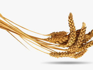 Wheat - Колосья Пшеницы Пшеница Png