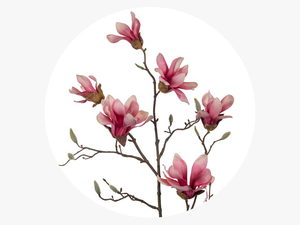 Chinese Magnolia 