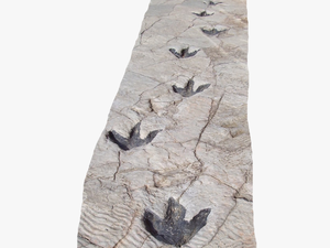 Reproduction Of Dinosaur Footprints In Science Museum - Dinosaur Footprint In Snow