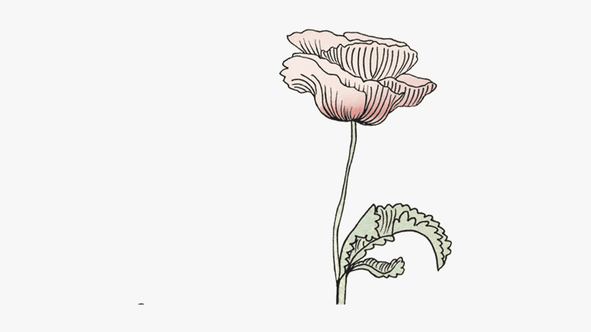 Konges Sl Jd Official - Transparent Flower Drawing Gif