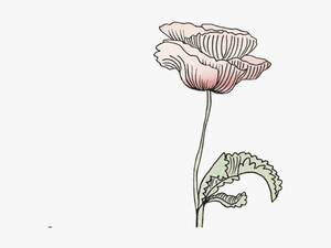 Konges Sl Jd Official - Transparent Flower Drawing Gif