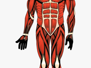Bonito Human Anatomy Ideas - Location Of The Major Muscles