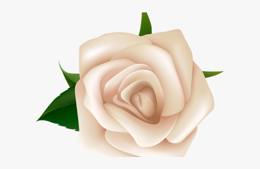 White Rose Clipart Png