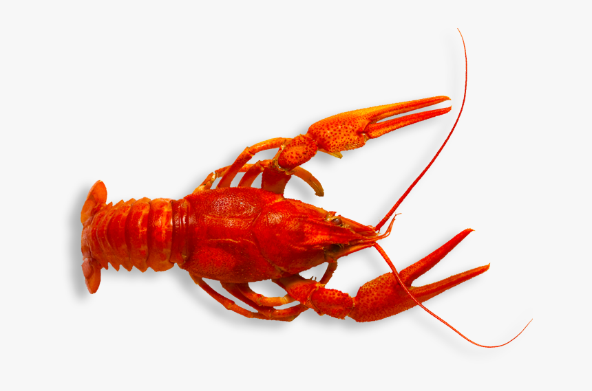 Spiny-lobster - Crawfish Png