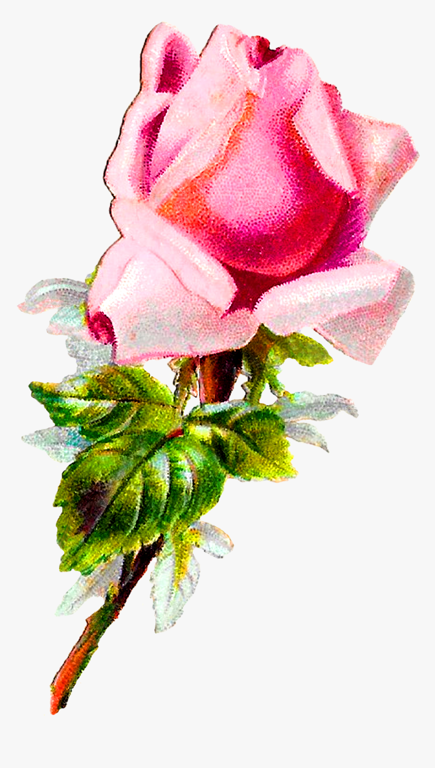 Rose Flower Floral Shabby Chic I