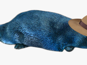 Perry The Platypus In Reallife Png Image - Perry The Platypus Png