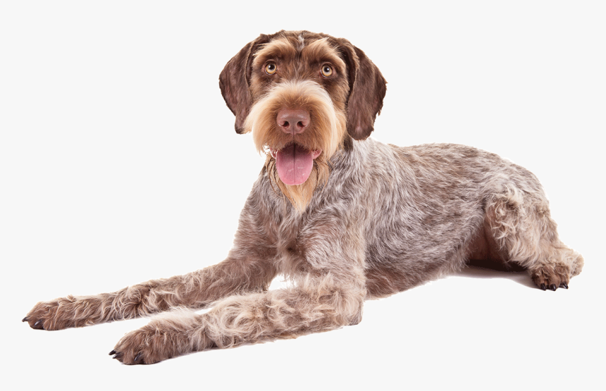 German Wirehaired Pointers 