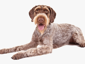 German Wirehaired Pointers 