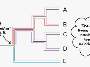 Phylogenetic Tree Root