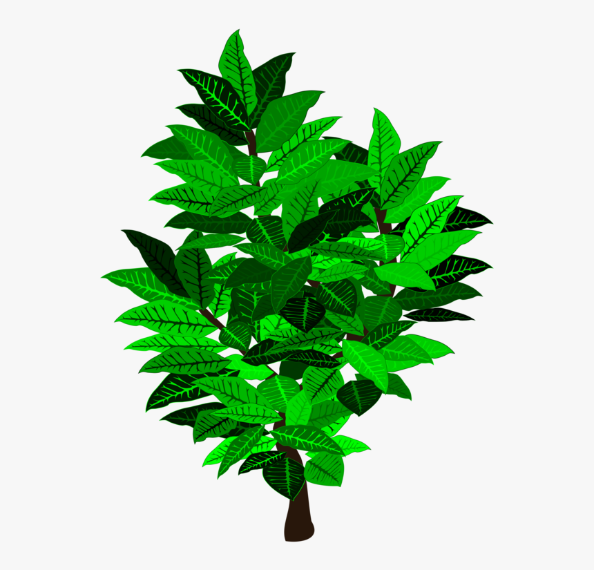 Leaf Tree Shrub Branch Plant Stem - Flowerpot