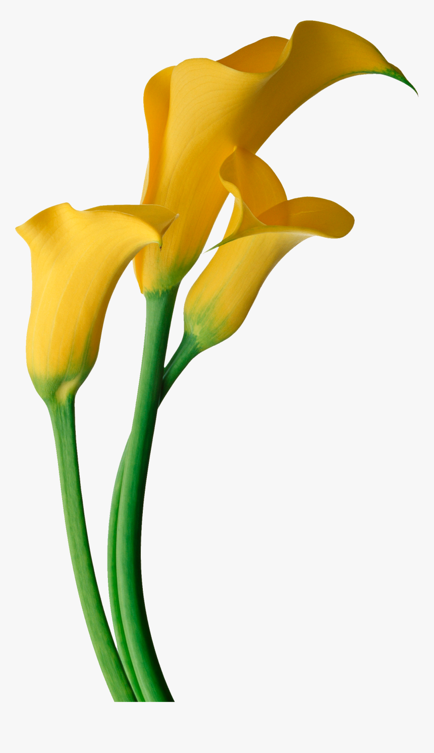Easter Flower Clipart Calla Lily