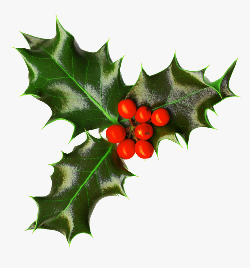 Thumb Image - Transparent Holly 