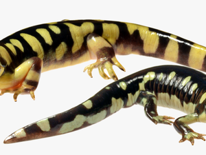 Salamander Png