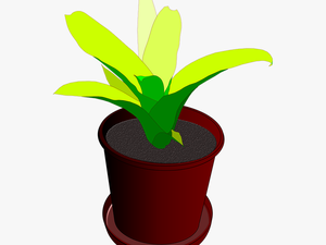 Animated Plant In Pot