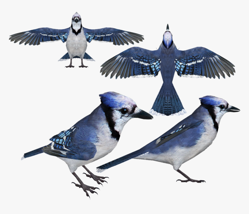 Transparent Blue Jay Clipart - Blue Jay