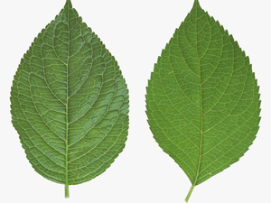 Green Leaves Png Image - Leaf Png Transparent