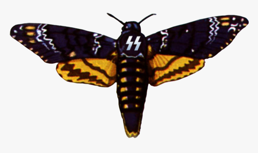 Deaths Head Moth Clipart Drawing