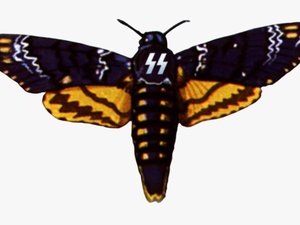 Deaths Head Moth Clipart Drawing - Death-s Head Hawk Moth