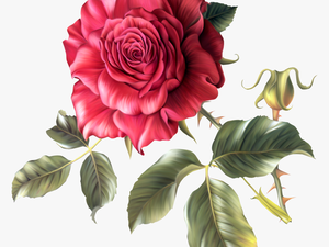 Free Floral Png