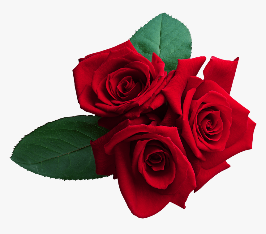 Red Roses Png Clipart 