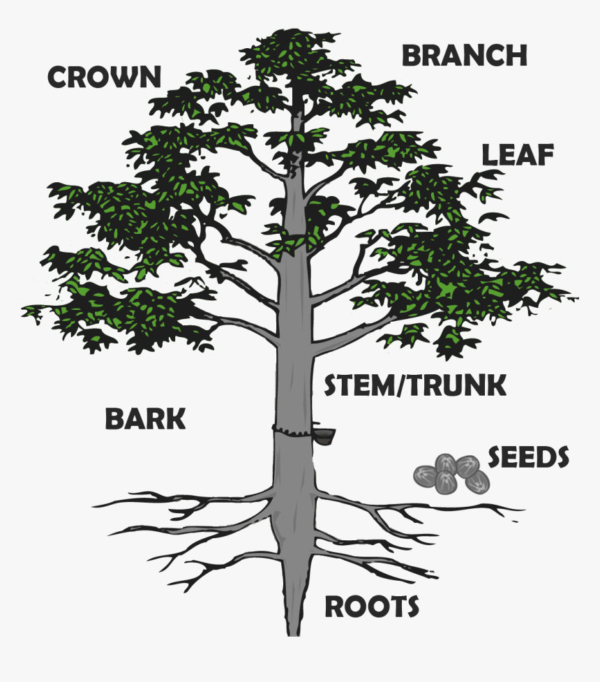 Transparent Tree Root Png - Hevea Brasiliensis Root System