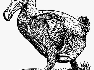 Dodo Bird Drawing Svg Clip Arts - Dodo Bird Coloring Page