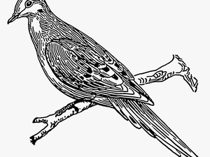 Bird Tail Drawing - Outline Image Of Cuckoo