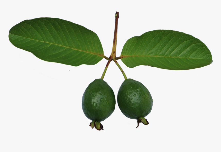 Jambu Biji Guava Leaf Free Photo