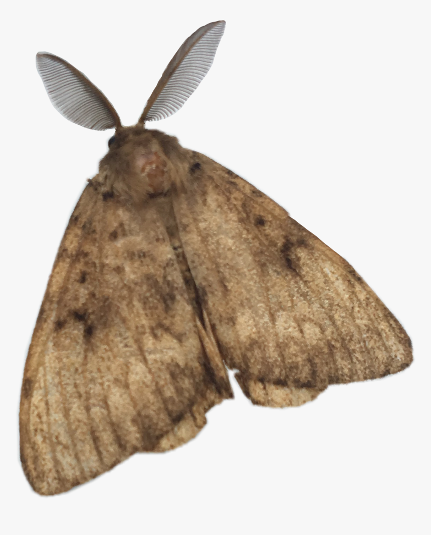#papillon #butterfly #animal #nature #freetoedit - Moth