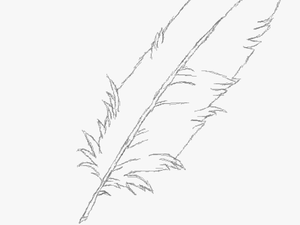 Transparent Feather Duster Png - Sketch