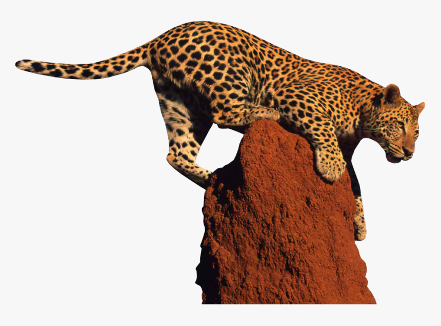 Jaguar - Leopard Png