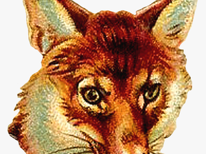Transparent Vintage Animal Clipart - Vintage Fox Images Free To Use