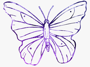 Purple Butterfly Outline - Animals That Fly Drawing