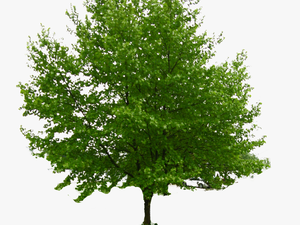 Tree Stock Photography Norway Maple Download - Honeylocust Tree