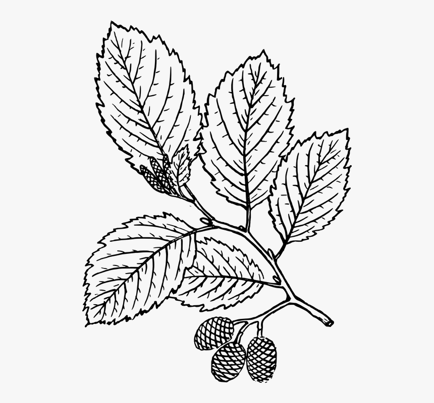 Red Alder Leaf Drawing 