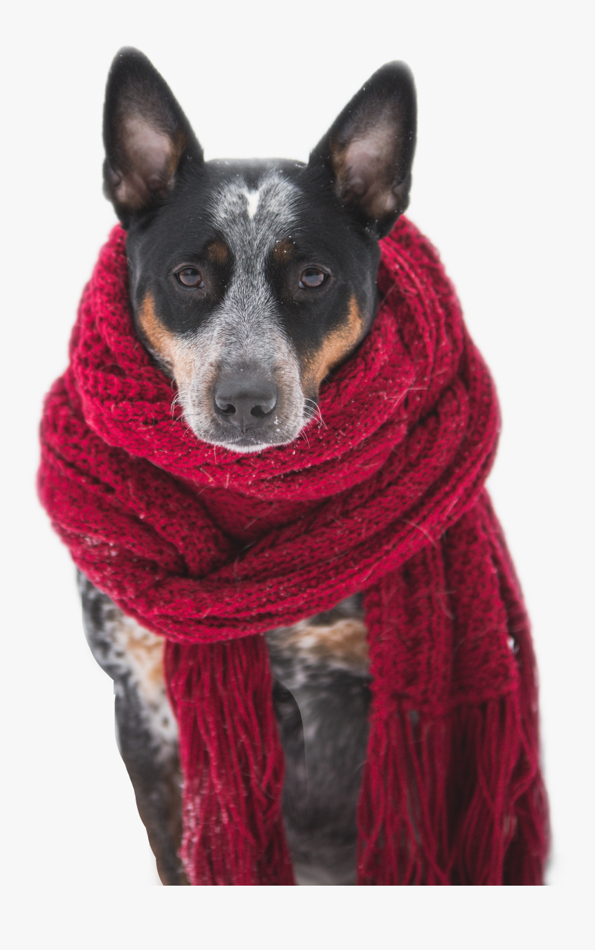 #dog #scarf #red #pet #pets #animals - Dogs Wearing Scarves In The Snow