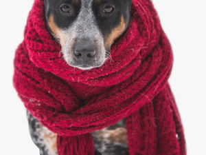 #dog #scarf #red #pet #pets #animals - Dogs Wearing Scarves In The Snow