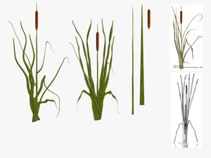 Cat Tail Plants By Tyke - Cat Tail Plant Png