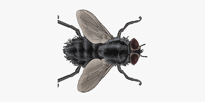 Fly Gif Insect