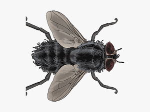 Fly Gif Insect